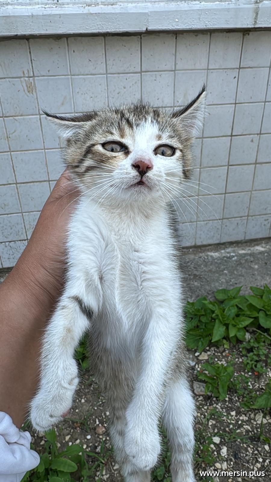 Havalandırma Bacasına Düşen Kedi İçin Zorlu Kurtarma Operasyonu