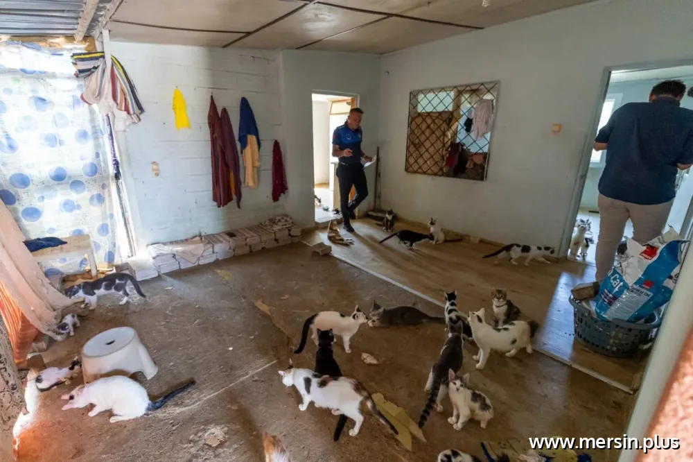 Yenişehir’de ‘Çöp Ev’ İhbarı: Ekipler Yaklaşık 100 Kedi Buldu