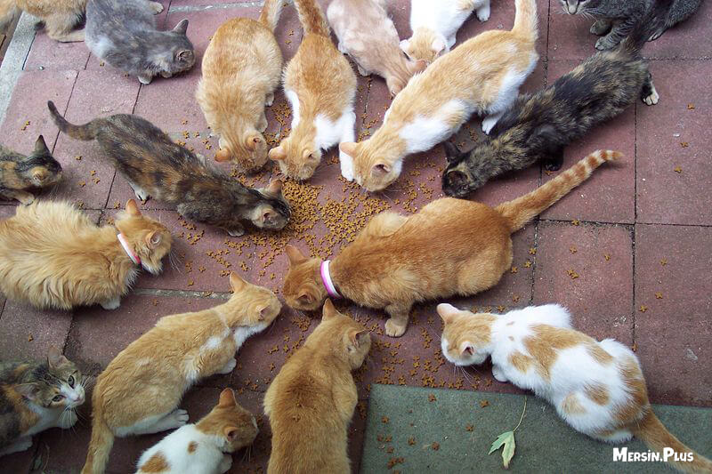 site ve apartman ortak alanlarinda kedi beslemek yasal hak