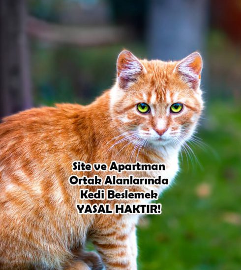 site ve apartman ortak alanlarinda kedi beslemek yasal haktir