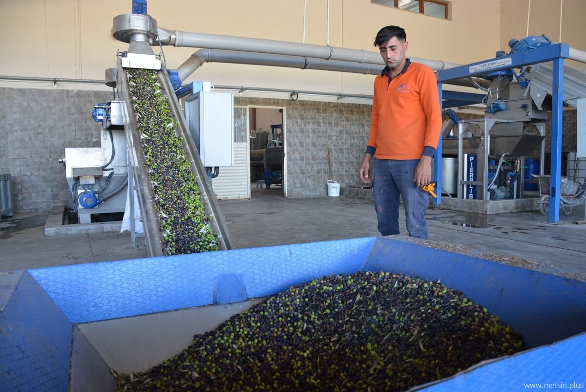 Belediyeye Ait Zeytin Ağaçlarından Çıkan Zeytinyağı Aşhanede Kullanılıyor