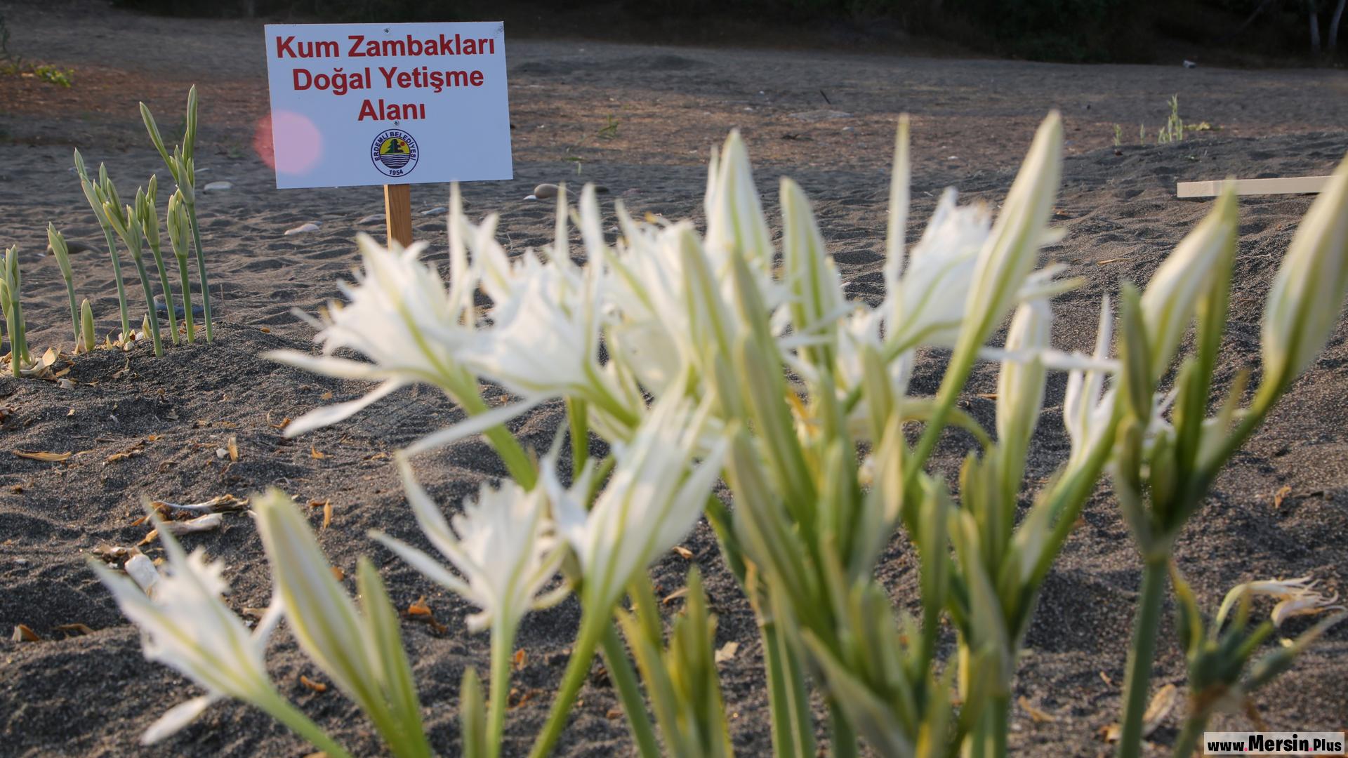 Kum Zambaklarını Koparmanın Cezası 244 bin 315 TL..