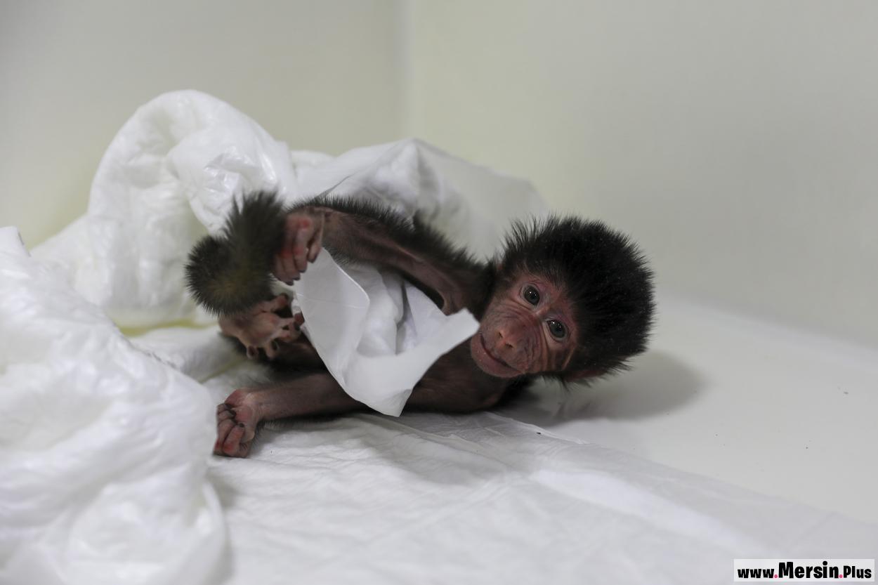 Anne Nazo’nun Kabul Etmediği Babun Yavrusuna Büyükşehir Ekipleri Bakıyor