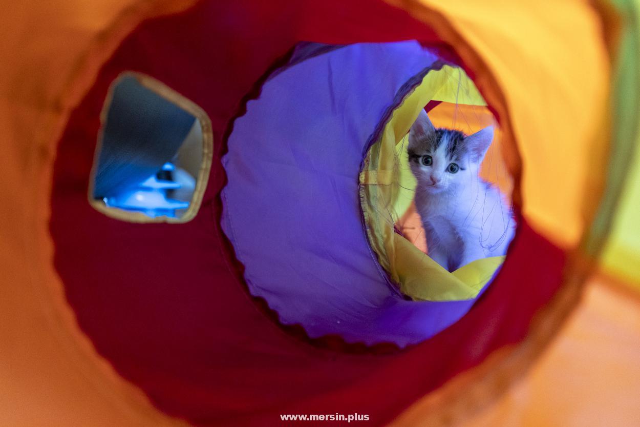 Alaca ve Yavrularının Cami Avlusunda Başlayan Hikayesi Sevgiyle Devam Ediyor