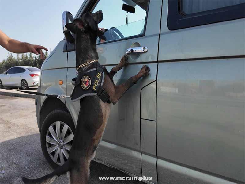 Narkotik Polisi Tarafından Dev Operasyon